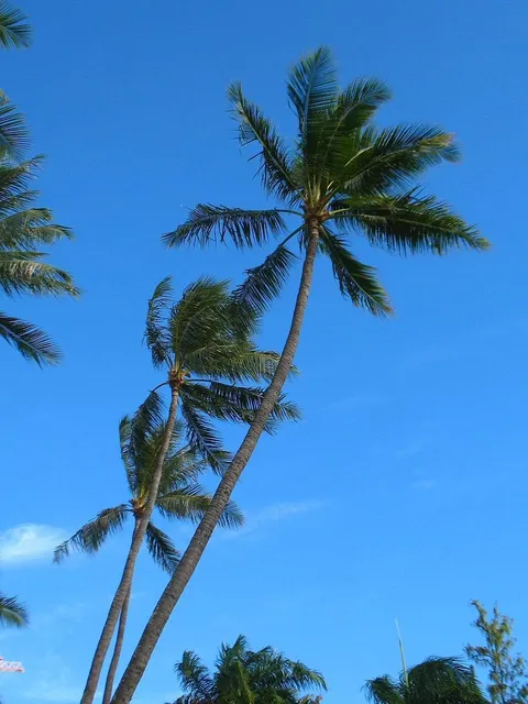 Lisbona Coco_3
